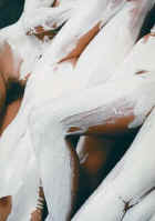 5401.jpg (27657 Byte)